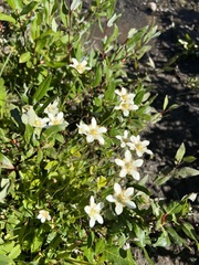Parnassia fimbriata