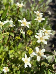Parnassia fimbriata
