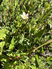 Parnassia fimbriata