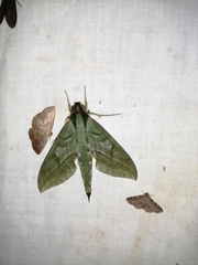 Xylophanes belti