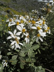 Olearia moschata