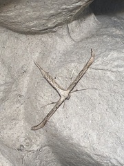 Emmelina monodactyla