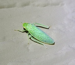 Gyponini