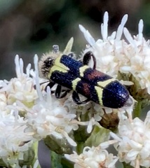 Trichodes peninsularis