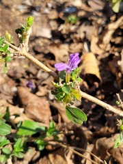 Dyschoriste rogersii