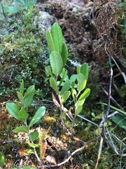 Chamaedaphne calyculata
