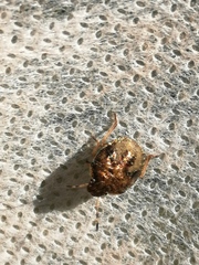 Peribalus strictus vernalis