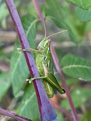 Hesperotettix viridis