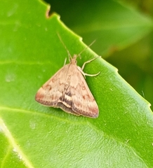 Pyrausta despicata