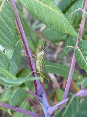 Hesperotettix viridis