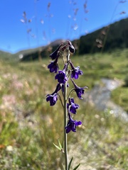 Delphinium nuttallianum
