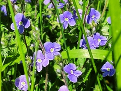 Veronica chamaedrys
