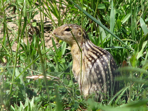 Thirteen-lined Ground Squirrel