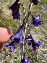 Delphinium nuttallianum
