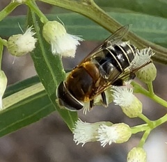 Palpada mexicana