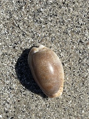 Naria erosa