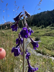 Delphinium nuttallianum