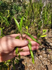 Justicia aconitiflora