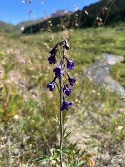 Delphinium nuttallianum