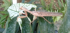 Hierodula timorensis