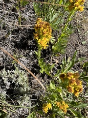 Solidago multiradiata