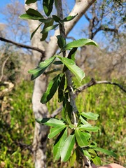 Elaeodendron transvaalense