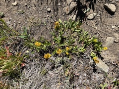 Solidago multiradiata