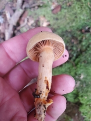 Chroogomphus tomentosus