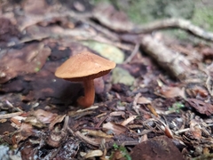 Chalciporus piperatus