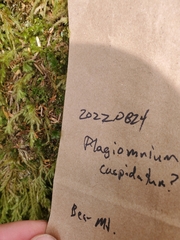 Plagiomnium cuspidatum