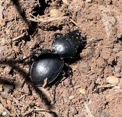 Pasimachus californicus