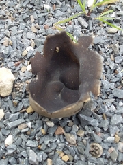 Pezizaceae