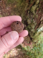 Elaphomyces muricatus