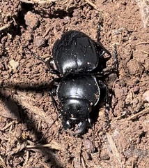 Pasimachus californicus