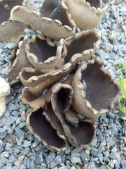Pezizaceae