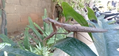 Hierodula timorensis