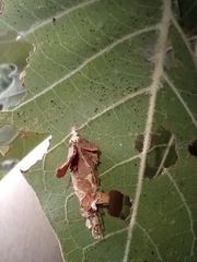 Psychidae