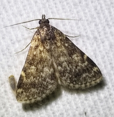 Idia lubricalis