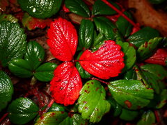 Fragaria
