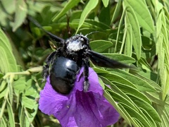 Xylocopa nasalis