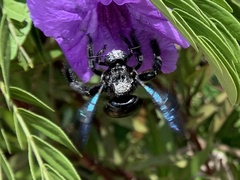 Xylocopa nasalis
