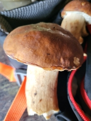 Boletus reticulatus