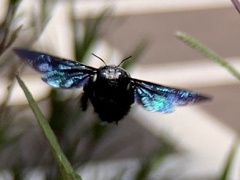 Xylocopa nasalis
