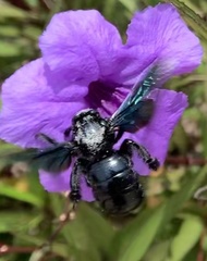 Xylocopa nasalis