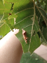 Psychidae