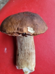 Boletus reticulatus
