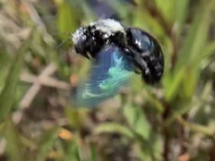 Xylocopa nasalis