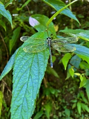 Leptogomphus sauteri