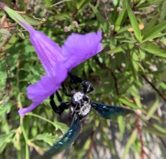 Xylocopa nasalis