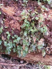 Plagiomnium cuspidatum